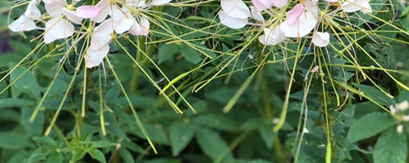 醉蝶花种子的种植方法