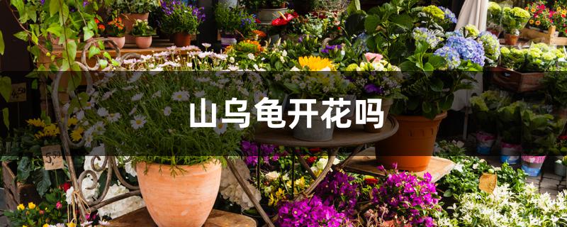 山乌龟开花吗