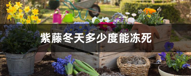 紫藤冬天多少度能冻死