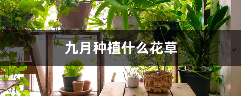 九月种植什么花草