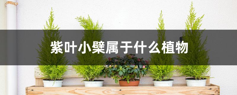 紫叶小檗属于什么植物