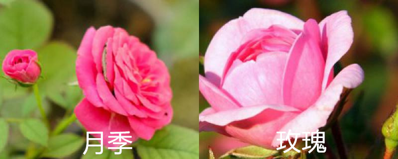 月季花跟玫瑰花的区别是什么