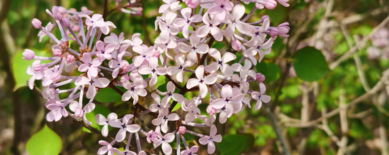 紫丁香花的寓意以及象征 花百科