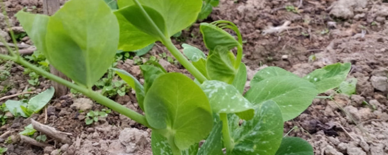 豆苗种植方法及管理 花百科