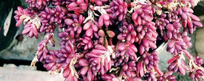 紫米粒多肉植物怎么养