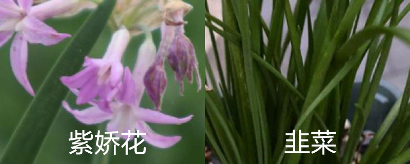 紫娇花和韭菜的区别