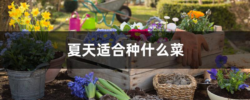 夏天适合种什么菜