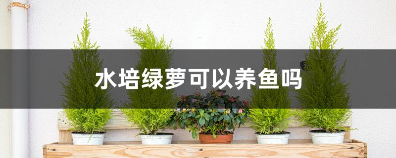 水培绿萝可以养鱼吗 水培绿萝可以养鱼吗