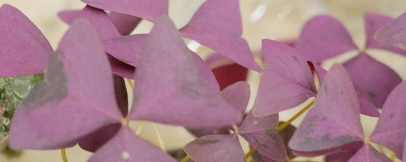 紫叶酢浆草如何繁殖