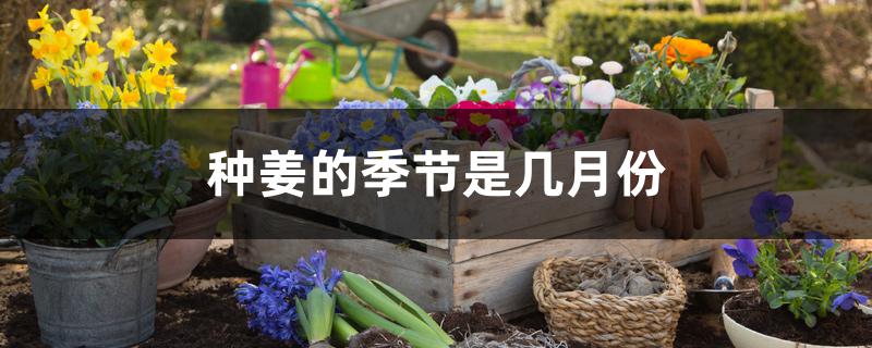 种姜的季节是几月份