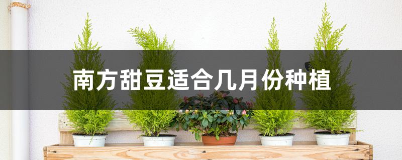 南方甜豆适合几月份种植