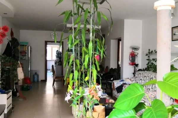 朋友送的富贵竹，长了3米高，家里快放不下了！