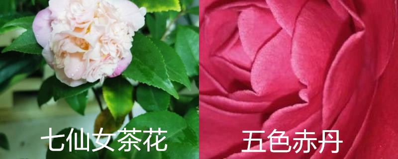 七仙女茶花和五色赤丹的区别