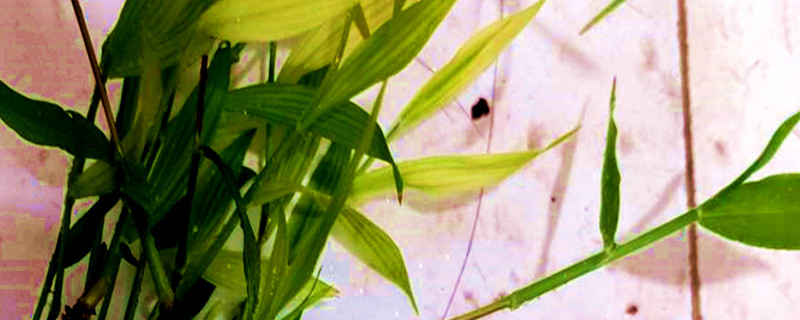 竹节草水草的养殖方法