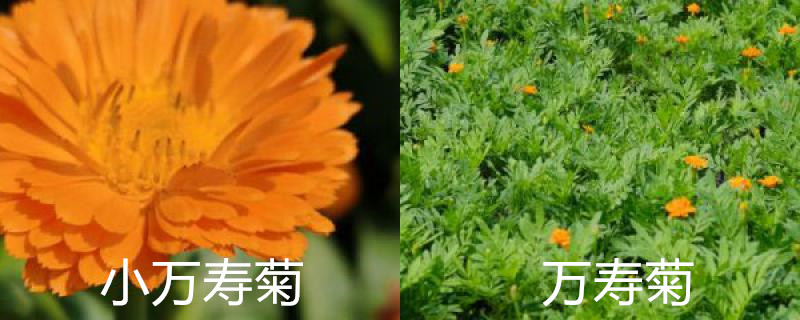 小万寿菊和万寿菊的区别，怎么种植