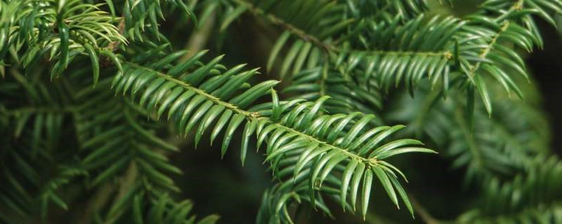 矮紫杉与红豆杉有什么区别，怎么养