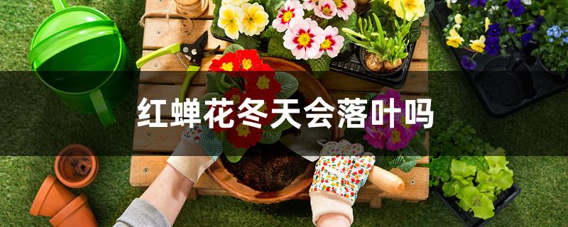 红蝉花冬天会落叶吗