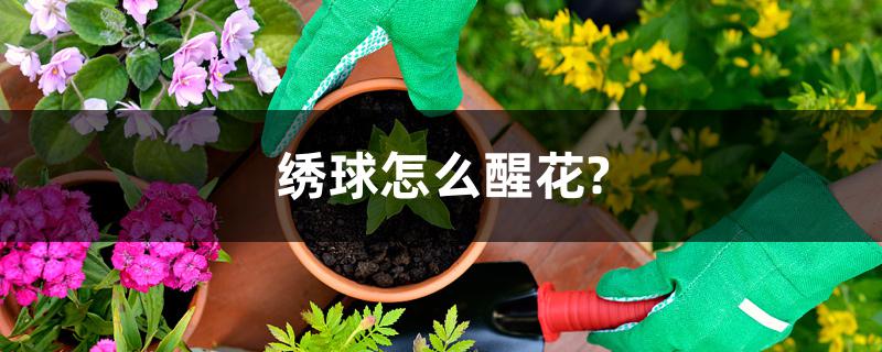 绣球怎么醒花?