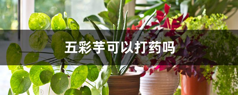 五彩芋可以打药吗