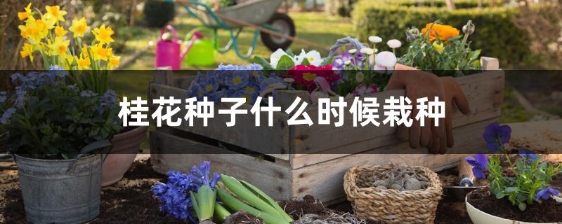 桂花种子什么时候栽种