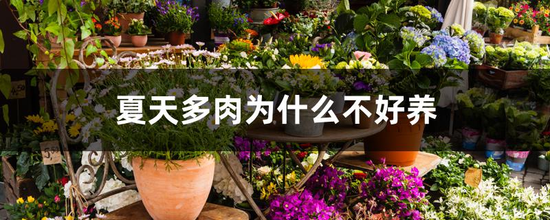 夏天多肉为什么不好养 夏天多肉为什么不好养