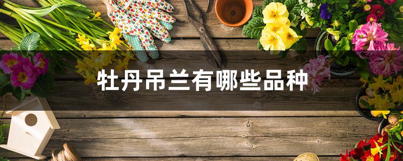 牡丹吊兰有哪些品种 牡丹吊兰有哪些品种
