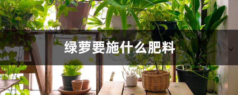 绿萝要施什么肥料 绿萝要施什么肥料