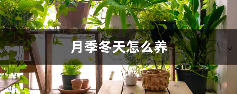 月季冬天怎么养 月季冬天怎么养