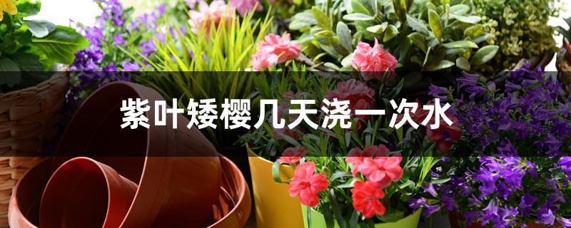 紫叶矮樱几天浇一次水 紫叶矮樱几天浇一次水