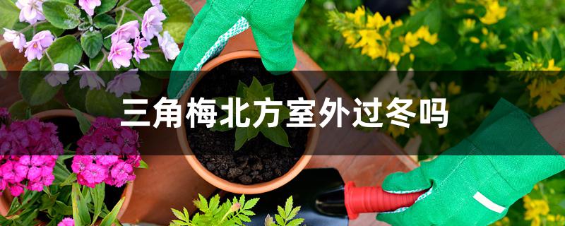 三角梅北方室外过冬吗 三角梅北方室外过冬吗
