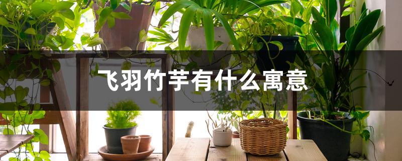 飞羽竹芋有什么寓意 飞羽竹芋有什么寓意