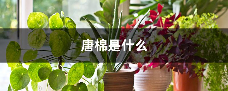 唐棉是什么 花百科