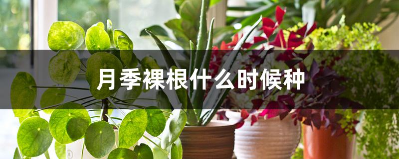 月季裸根什么时候种 月季裸根什么时候种