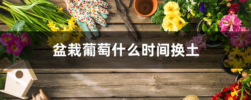 盆栽葡萄什么时间换土 盆栽葡萄什么时间换土