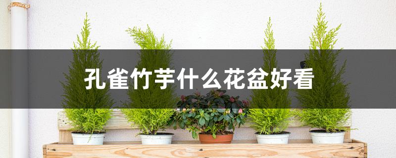 孔雀竹芋什么花盆好看 孔雀竹芋什么花盆好看