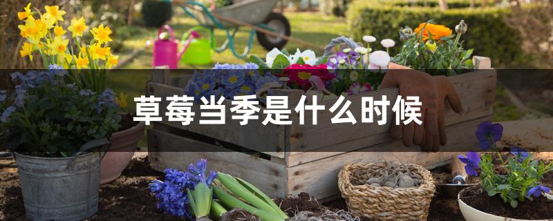 草莓当季是什么时候 草莓当季是什么时候