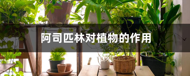 阿司匹林对植物的作用