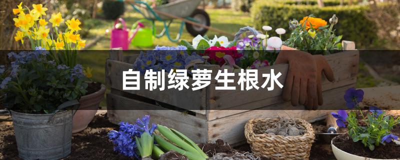 自制绿萝生根水 自制绿萝生根水