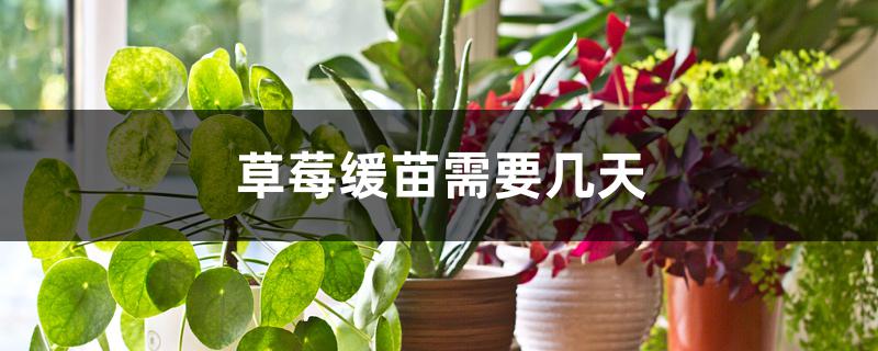 草莓缓苗需要几天 草莓缓苗需要几天