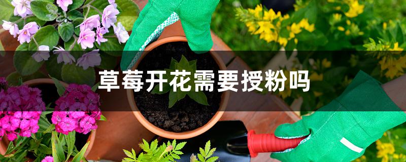 草莓开花需要授粉吗 草莓开花需要授粉吗