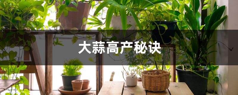 大蒜高产的秘诀是什么 大蒜高产的秘诀是什么