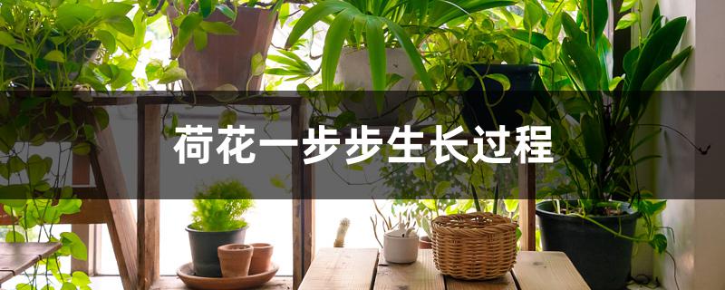 荷花一步步生长过程 荷花一步步生长过程