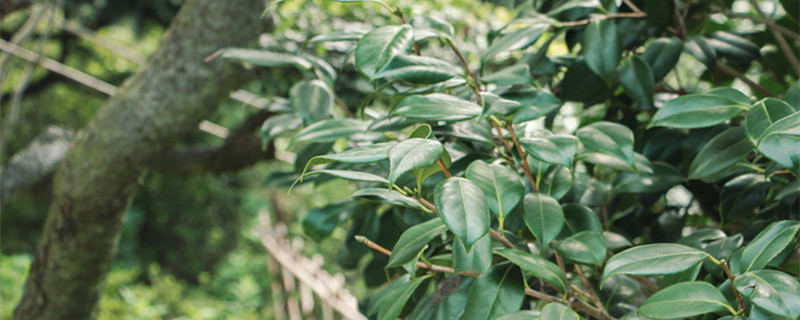 山茶树苗怎样种植，要注意什么