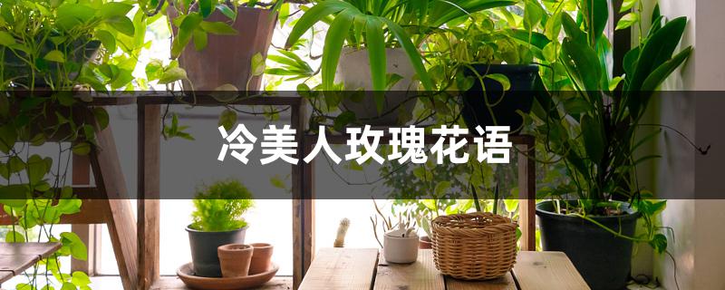 冷美人玫瑰花语 冷美人玫瑰花语