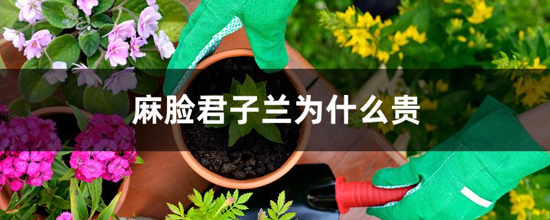 麻脸君子兰为什么贵 麻脸君子兰为什么贵