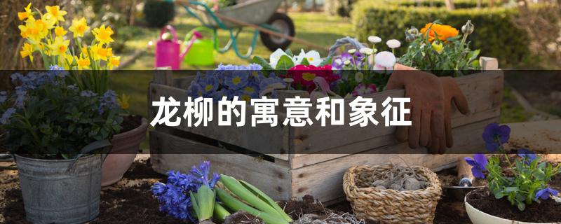 龙柳的寓意和象征