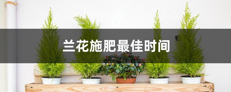 兰花施肥最佳时间 兰花施肥最佳时间