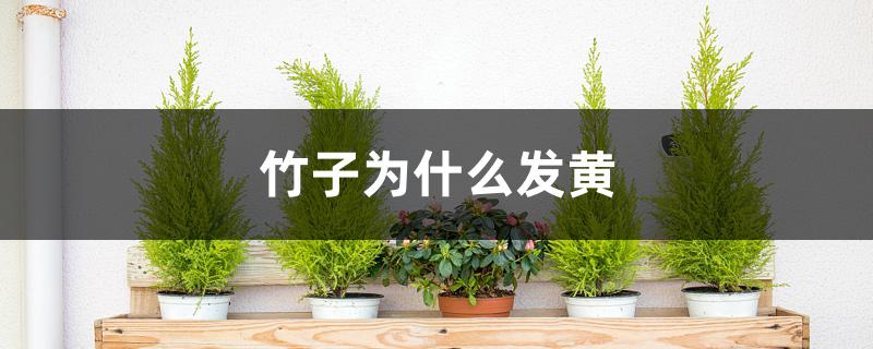 竹子为什么发黄 竹子为什么发黄