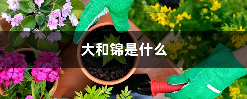 大和锦是什么 大和锦是什么