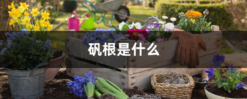矾根是什么 矾根是什么